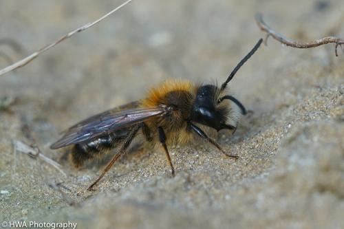 Andrena fulva